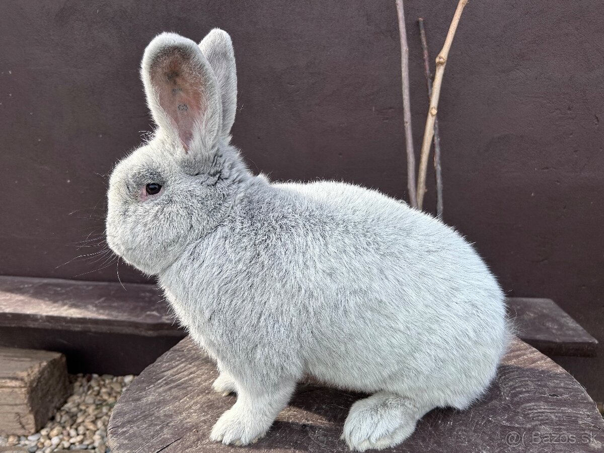 Veľký svetlý strieborný