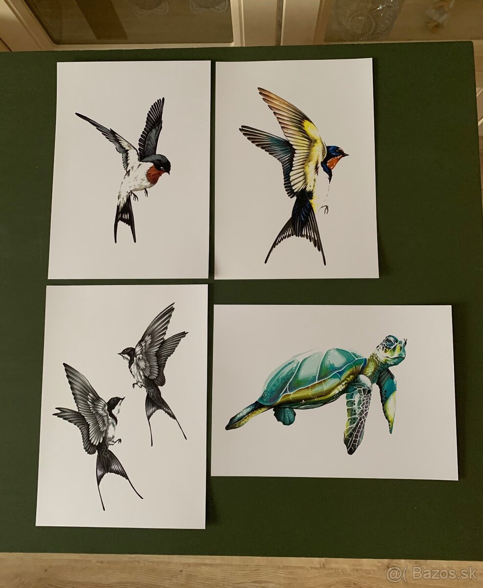 Obrázky lastovičiek, korytnačka