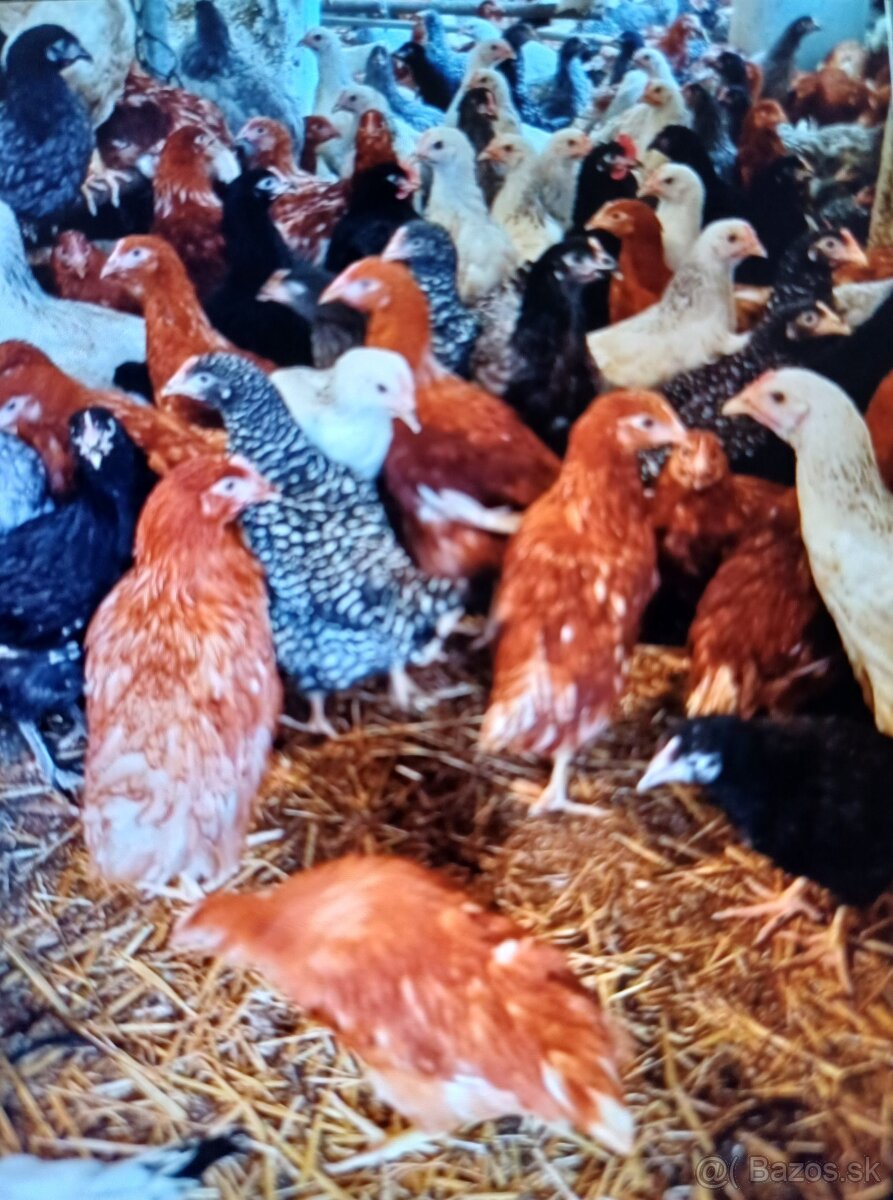 Predaj mladých nosnic