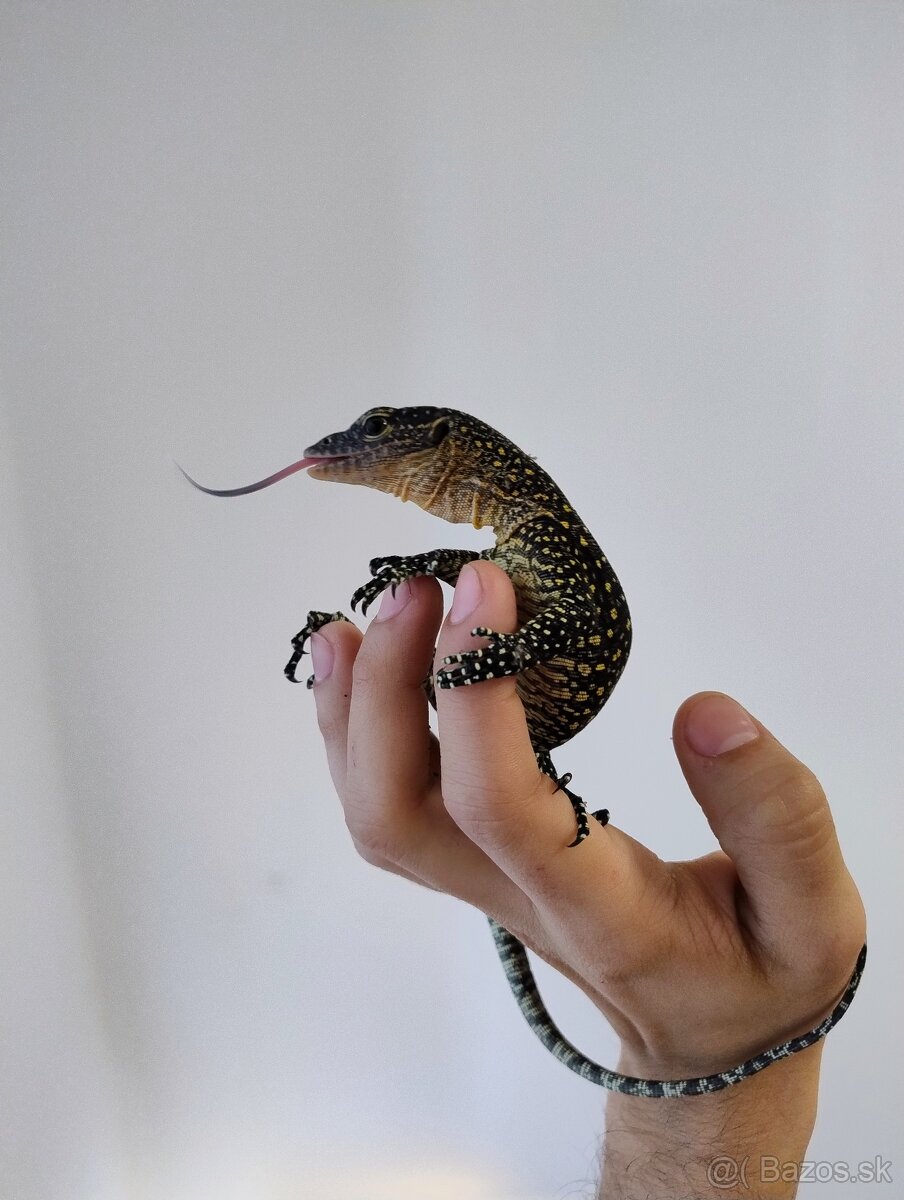 Varanus indicus 0.1