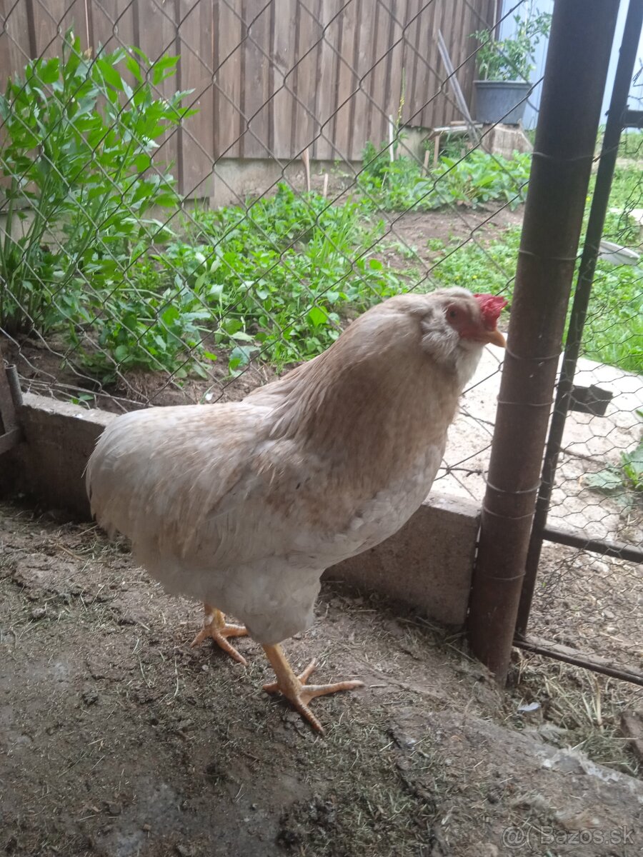 Araucana