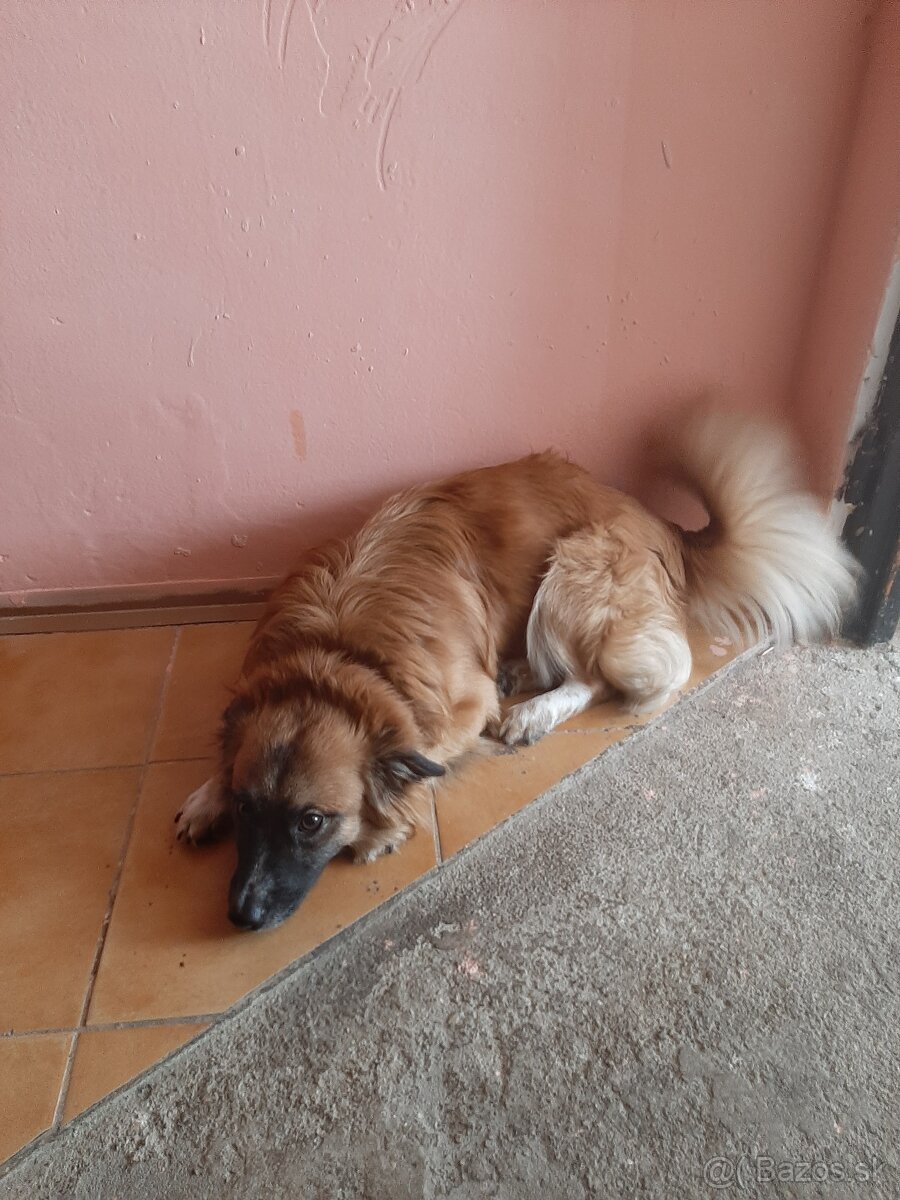 Vida