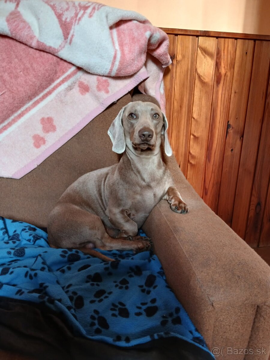 Krytie-jazvečík trpasličí