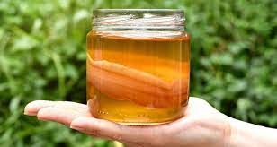 KOMBUCHA čajová huba