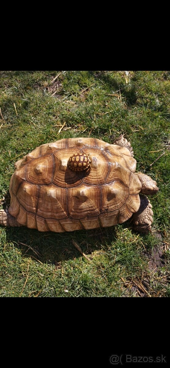 Korytnačka ostrohata SULCATA