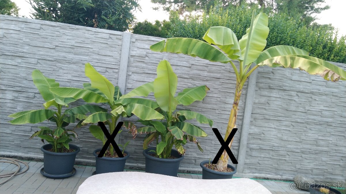 bananovnik