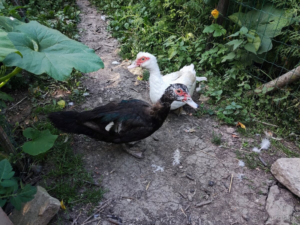 Čínske kačky