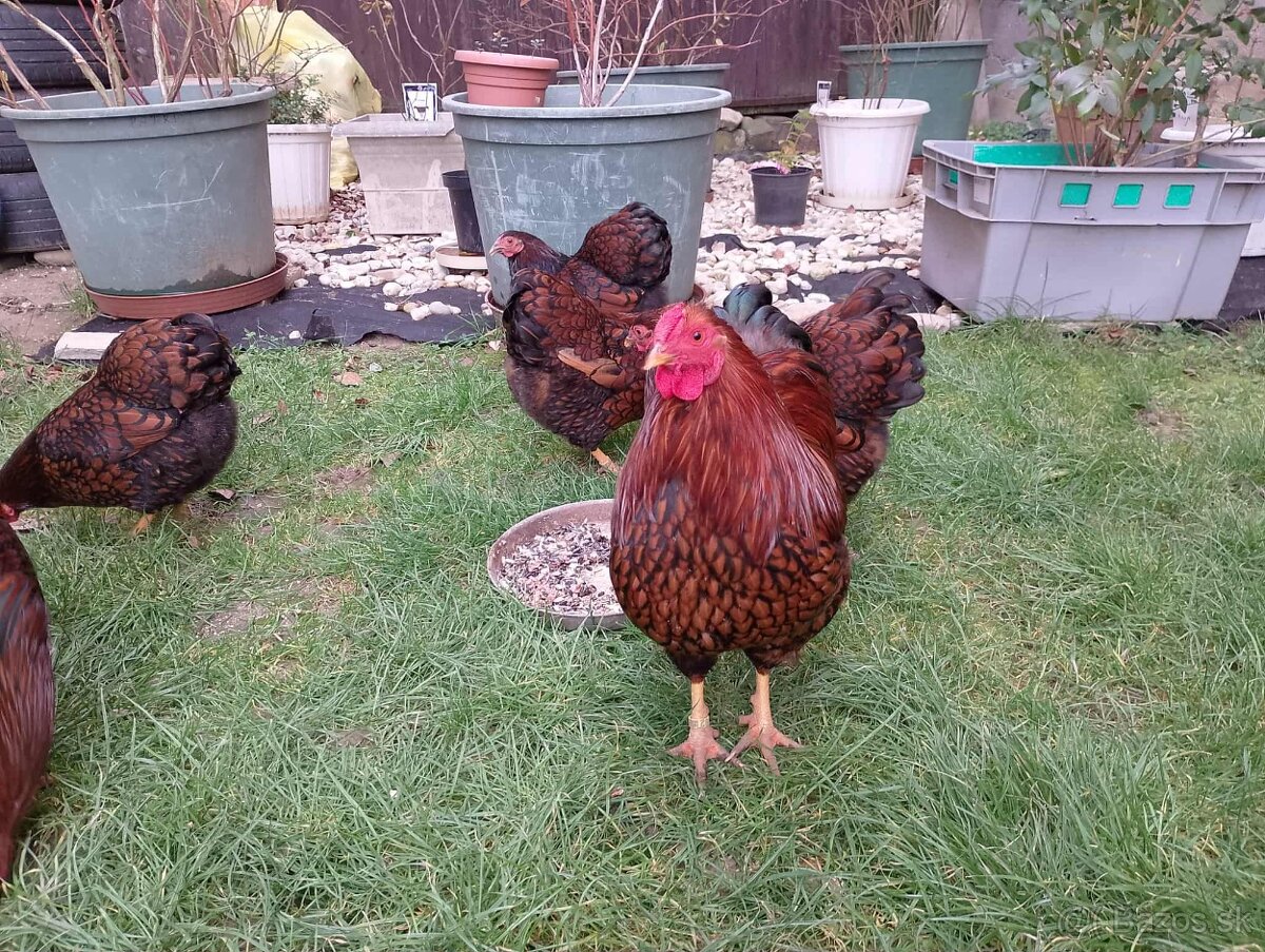 Predám Wyandotka zdrobnela.