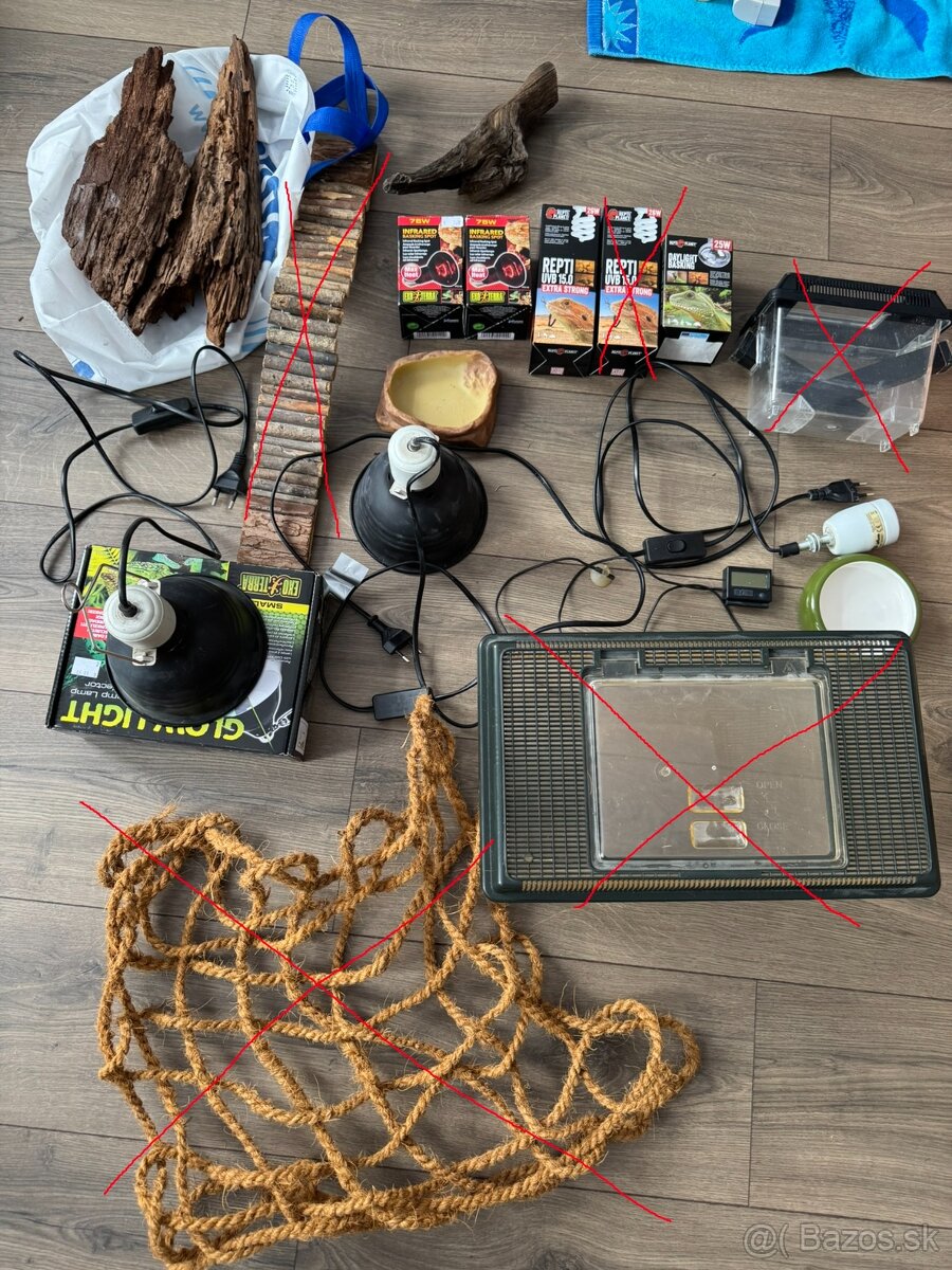 veci po chove agamy bradatej