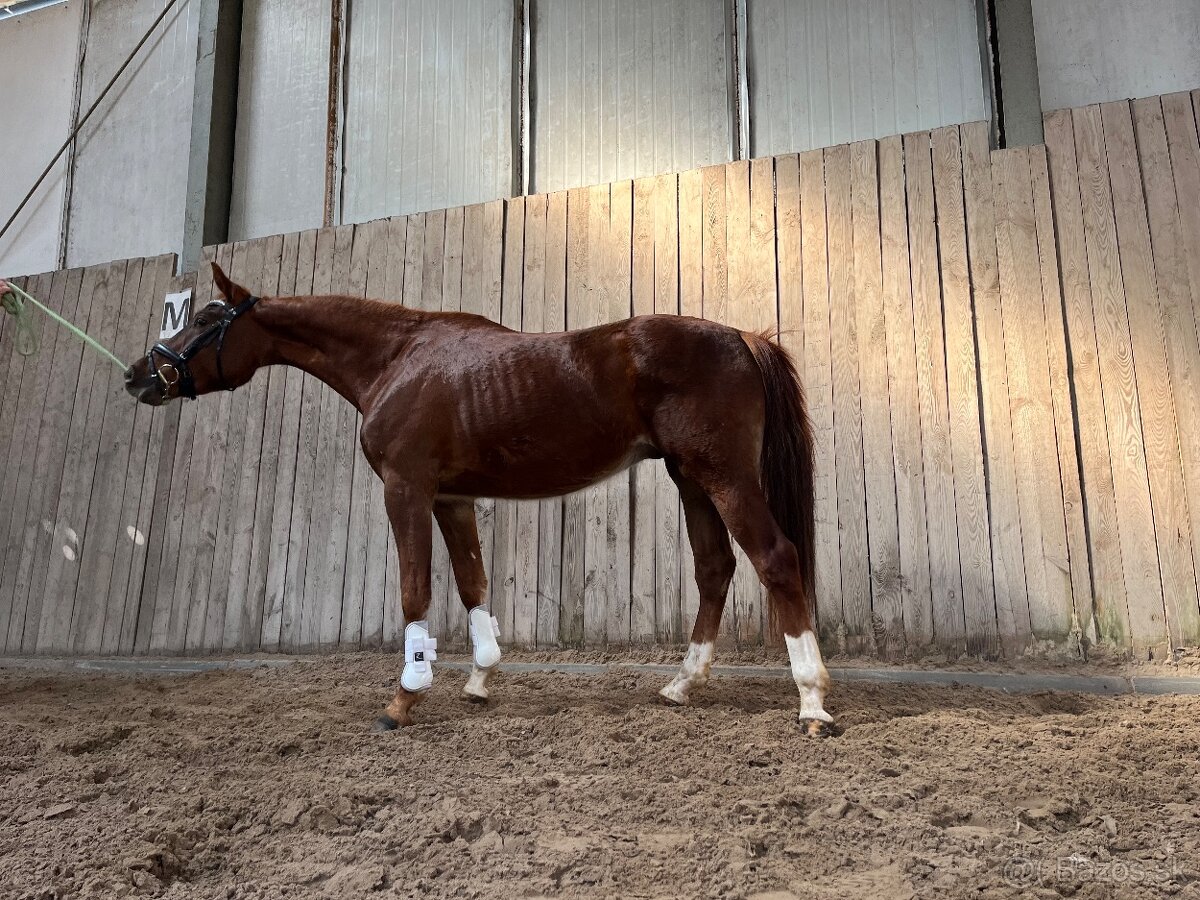 Valach Total Hope x Totilas