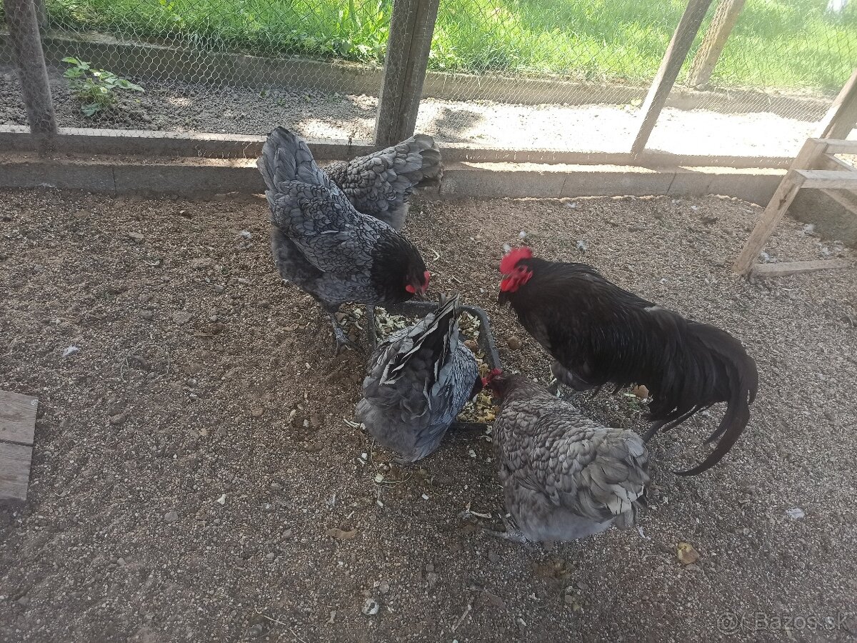 Predám kohúta Australorp modrá