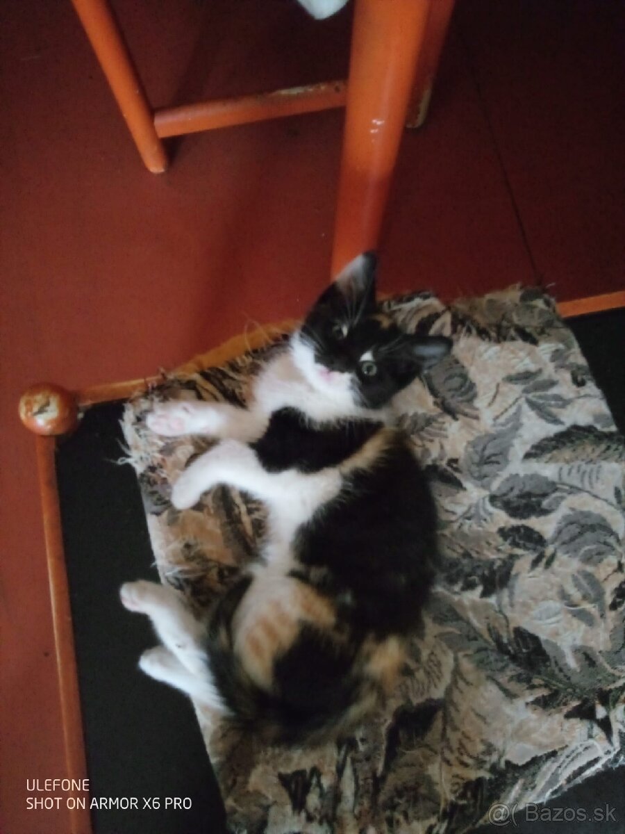 Darujem krásnu malú mačku