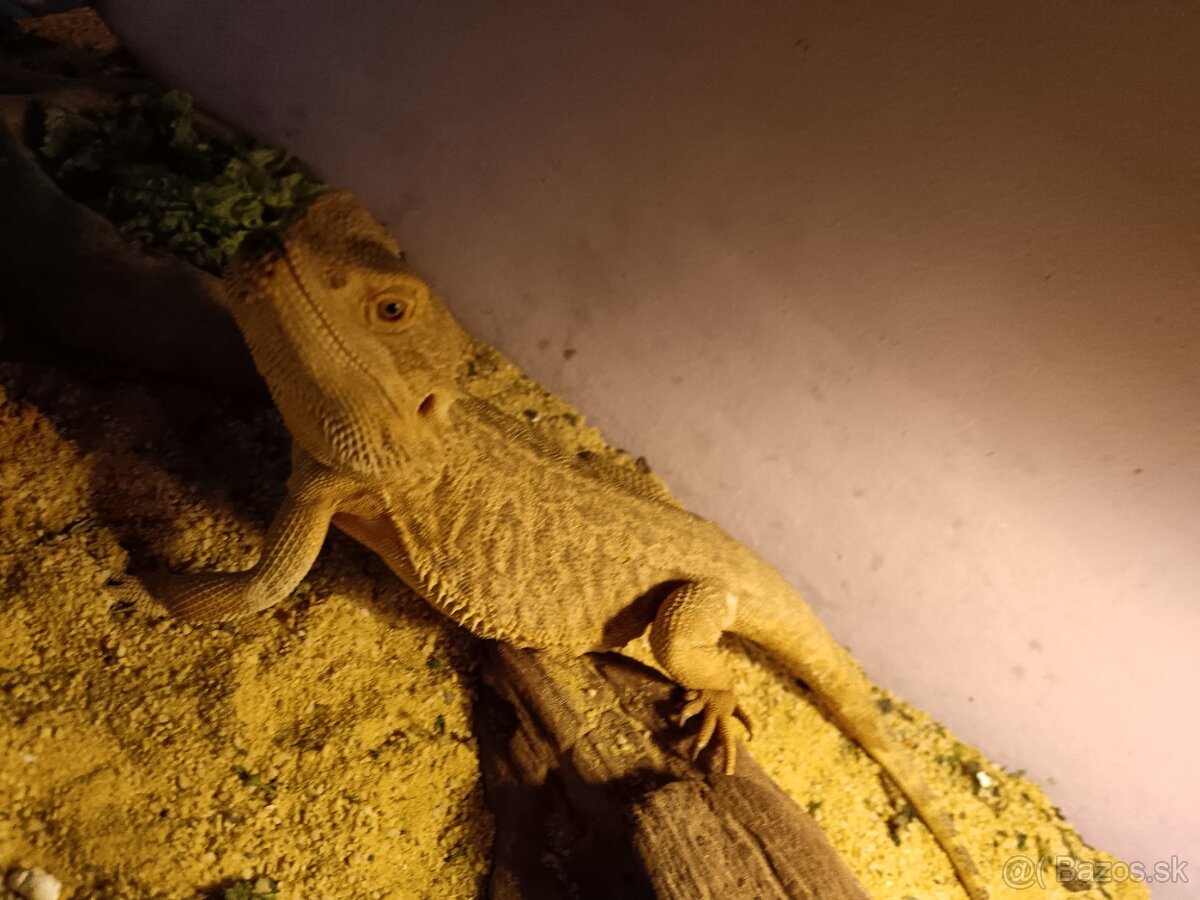 Agama bradata