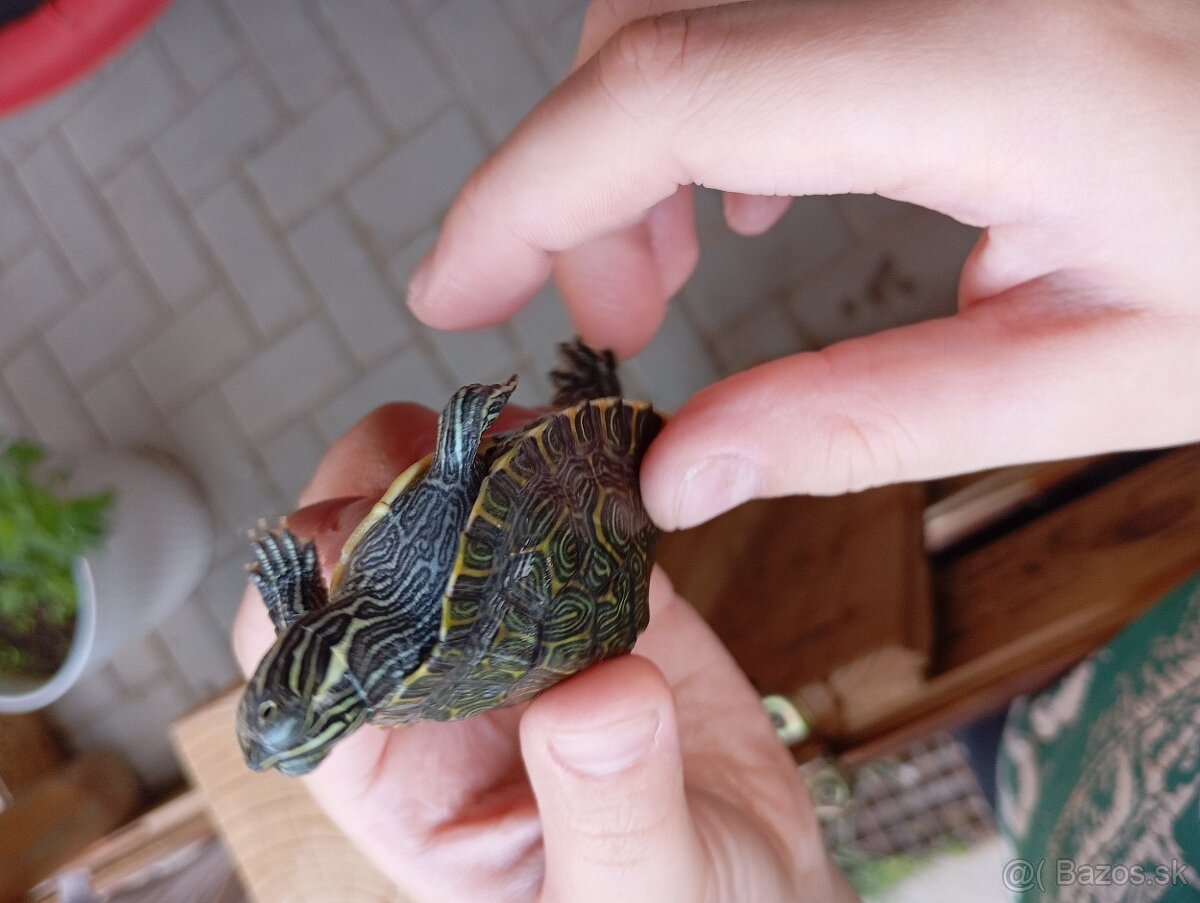 Predám alebo vymením plus doplatok korytnacka