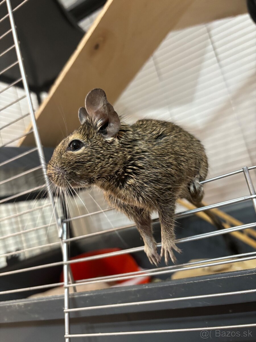 Darujem samičky osmaka degu