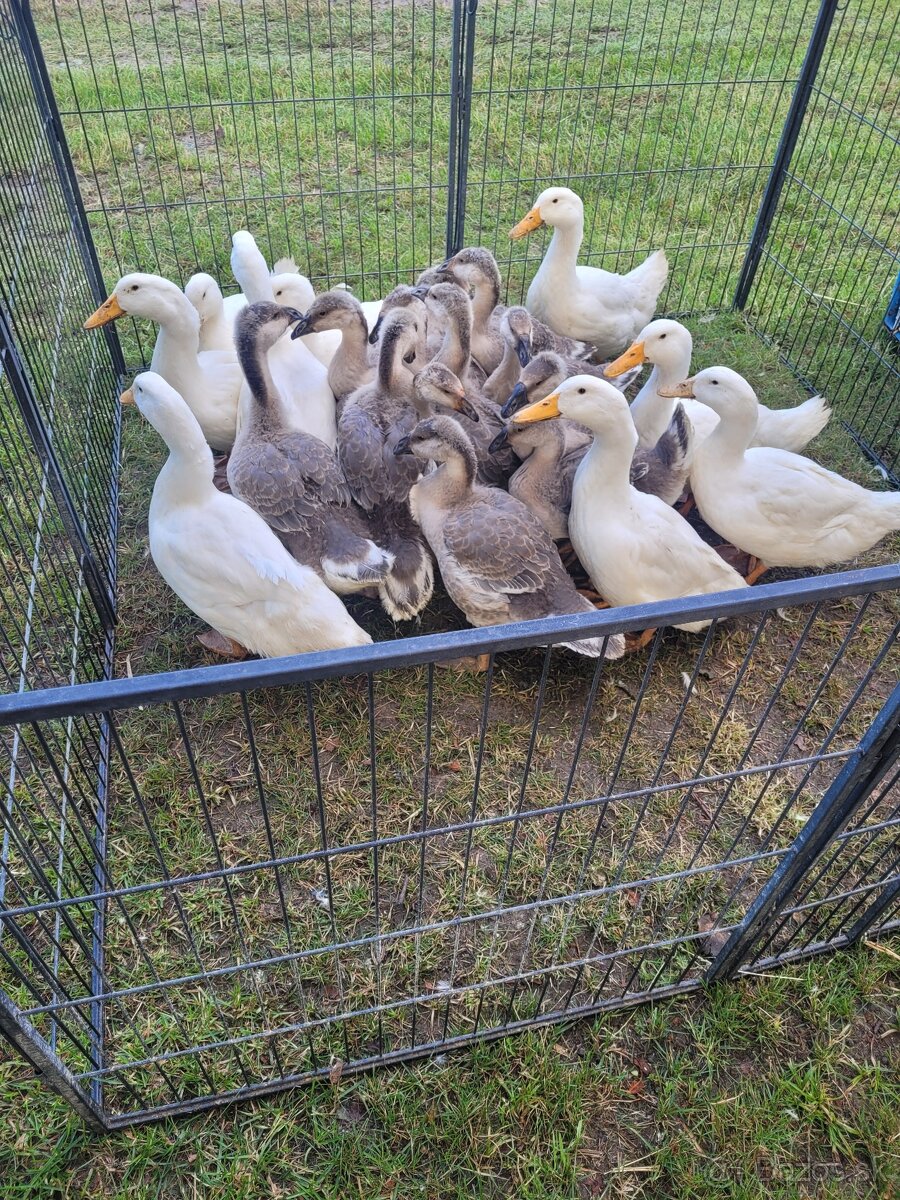 Kacky kačatá kačice