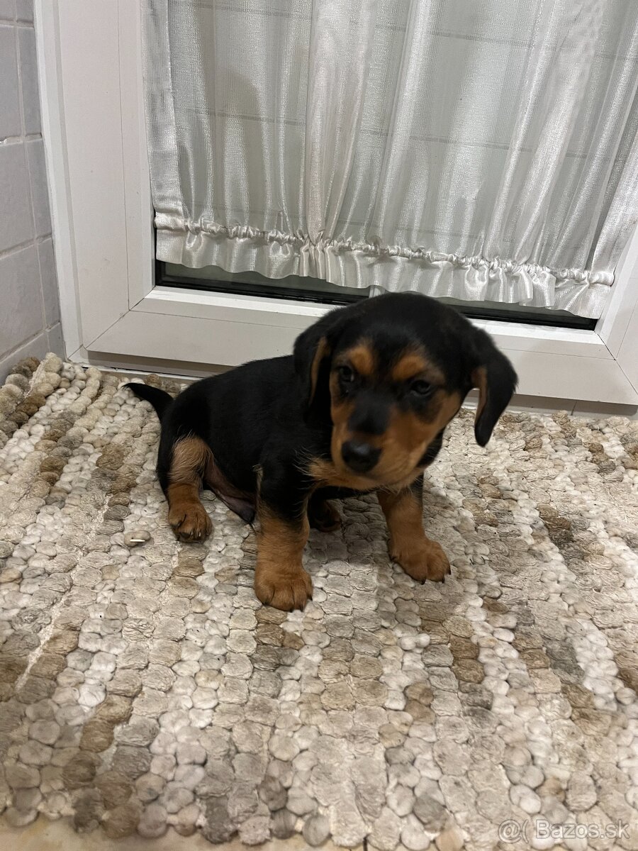 Darujem steniatko. Hlohovec