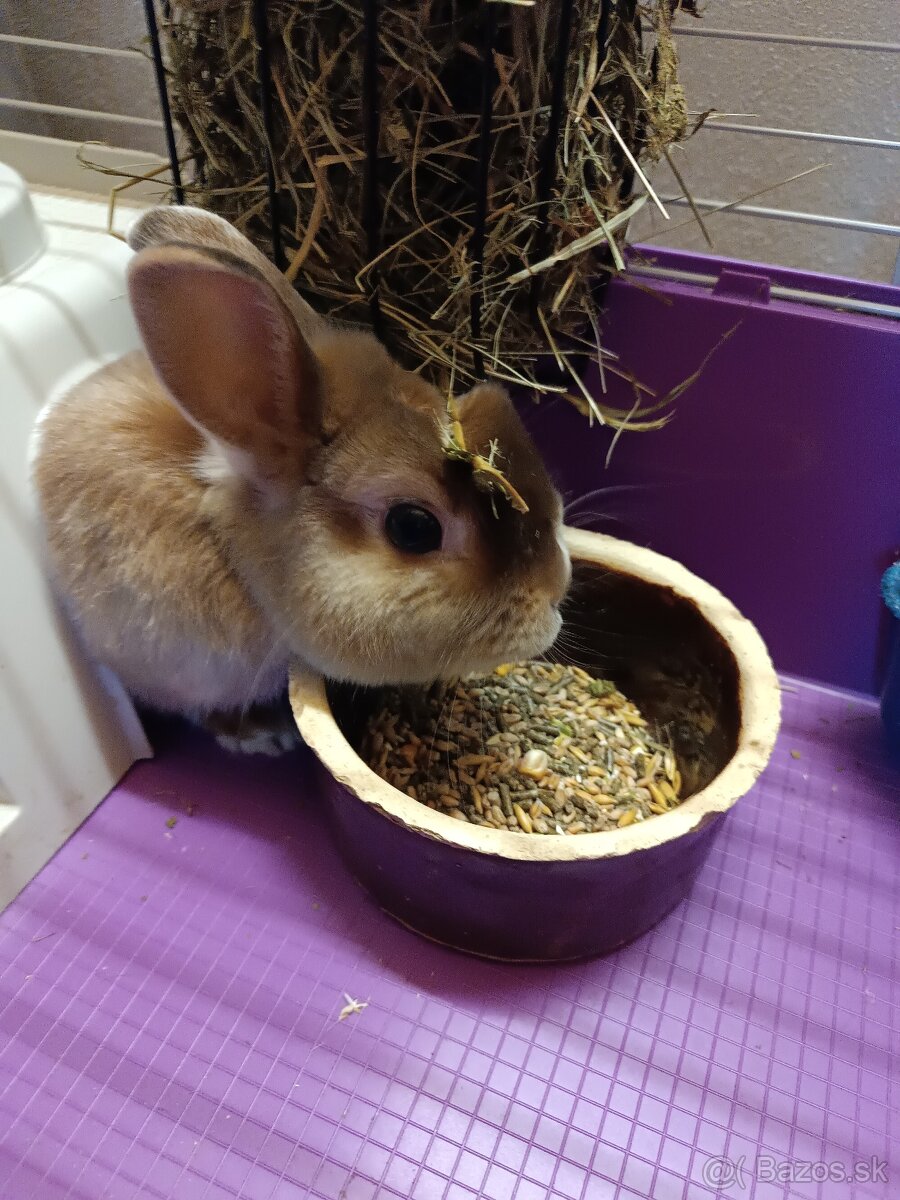 Predáme zajkov aj jednotlivo