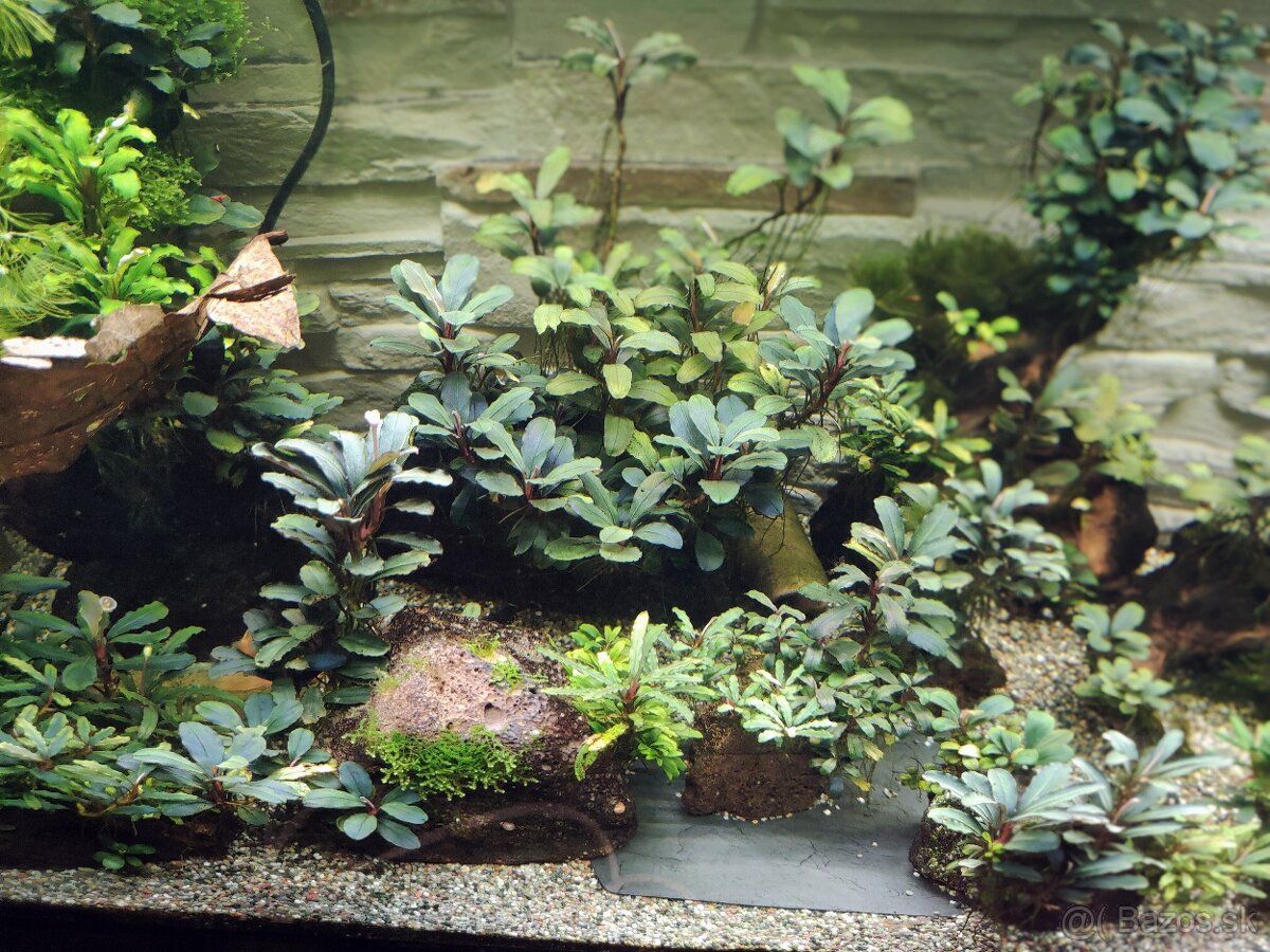 Predám rastlinky Bucephalandra