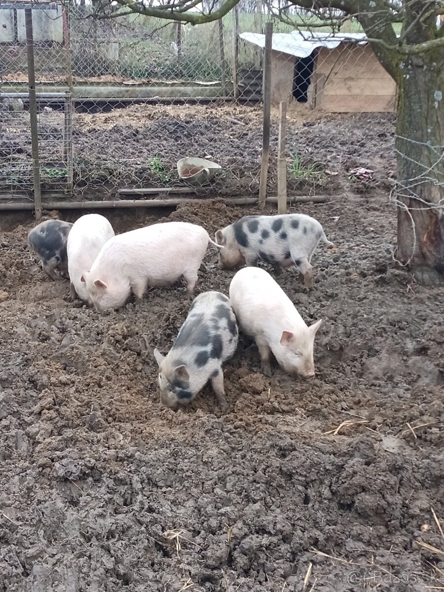 Predám vietnamské prasiatka