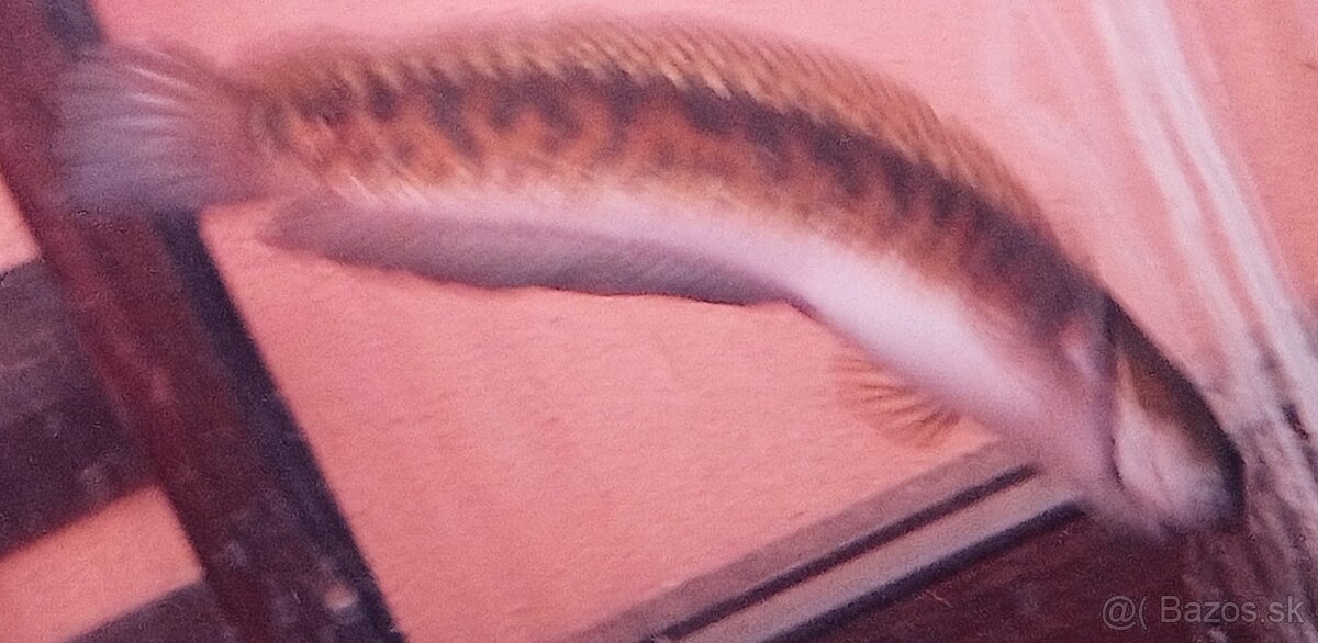 channa asiatica