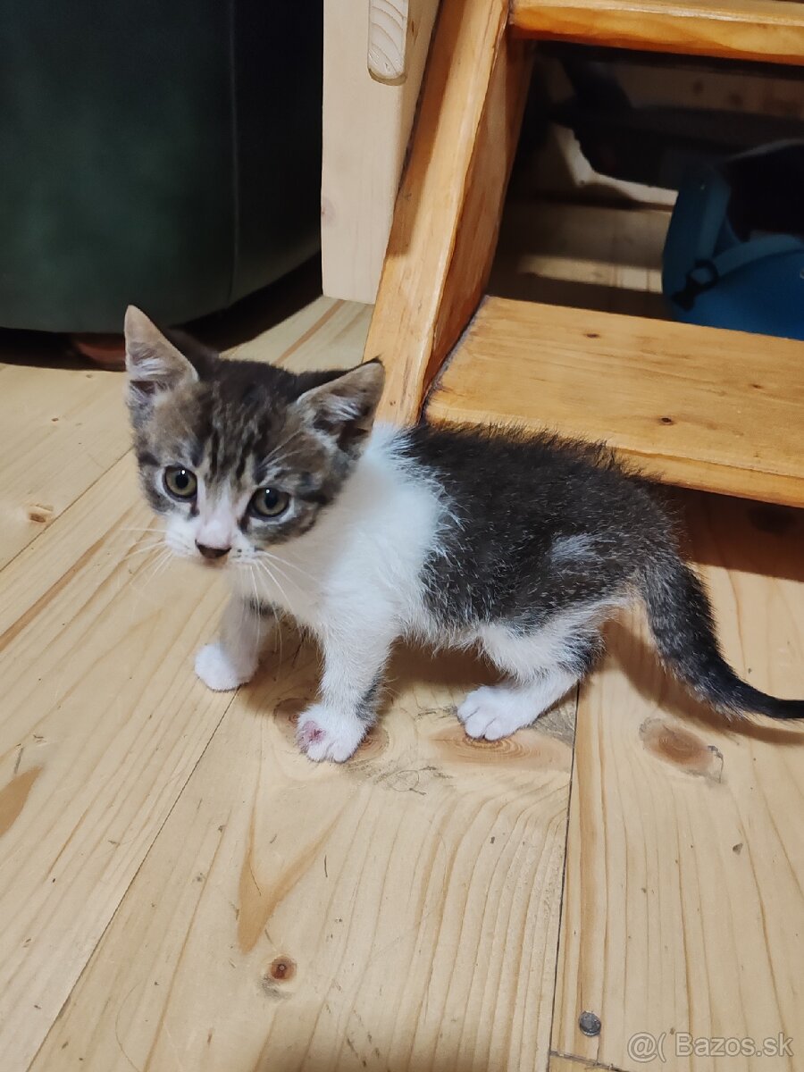 Mačiatka Ragdoll mix