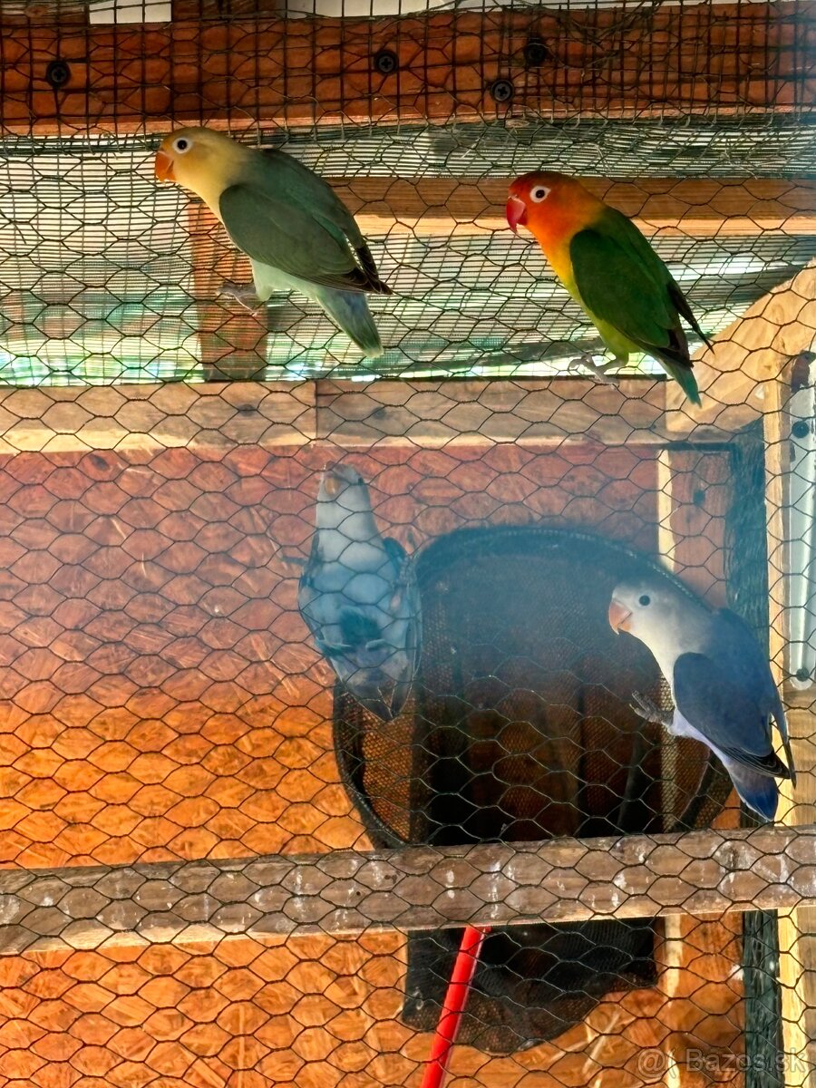 Agapornis