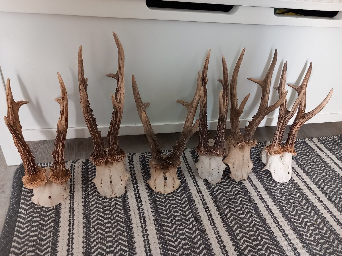 Srnčie trofeje na čielkach