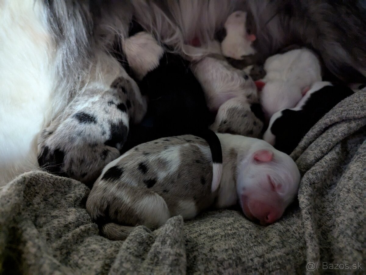 Border colia- blue merle