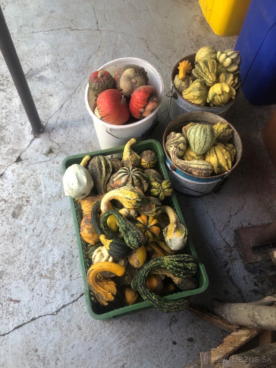 Predám Okrasné Tekvice