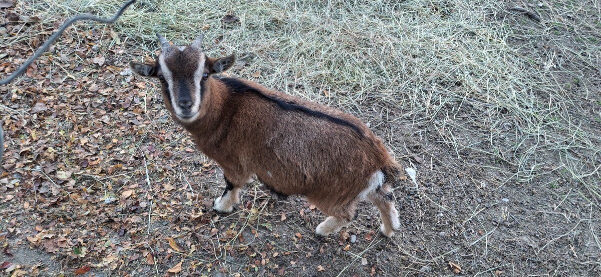Minikozicky