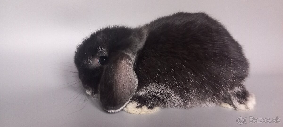 Barančeky - malé klbká lásky