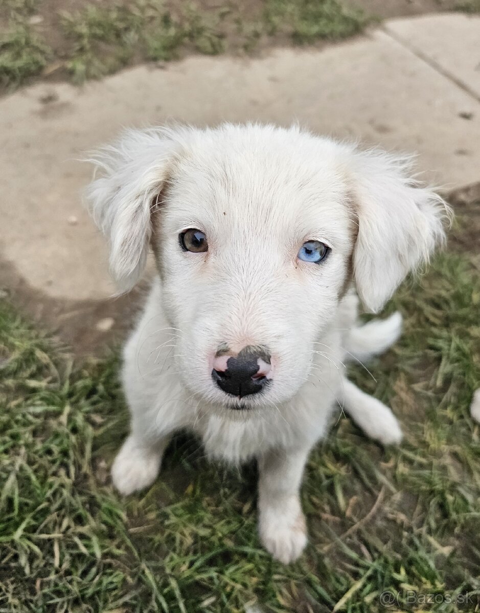 Krížená border kólia