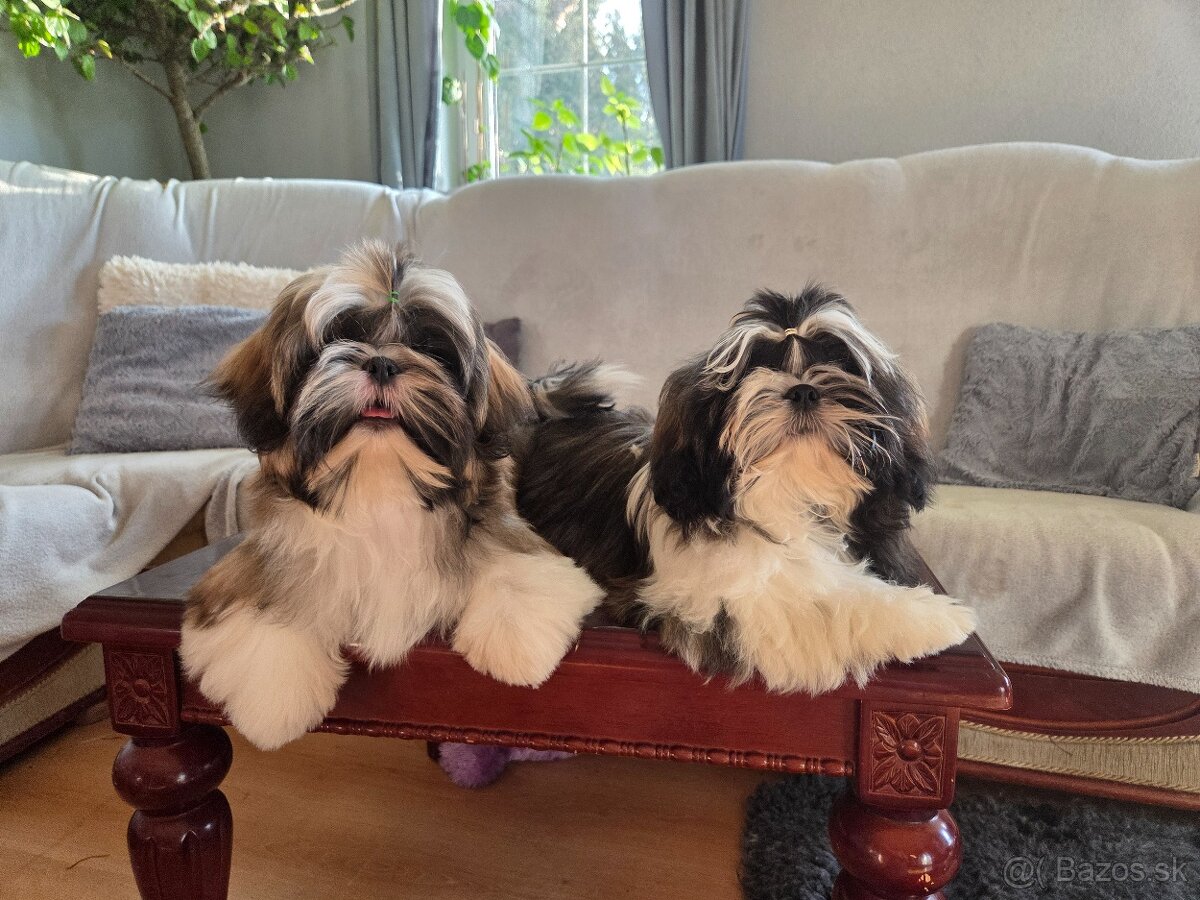 Šteniatka shih tzu s PP