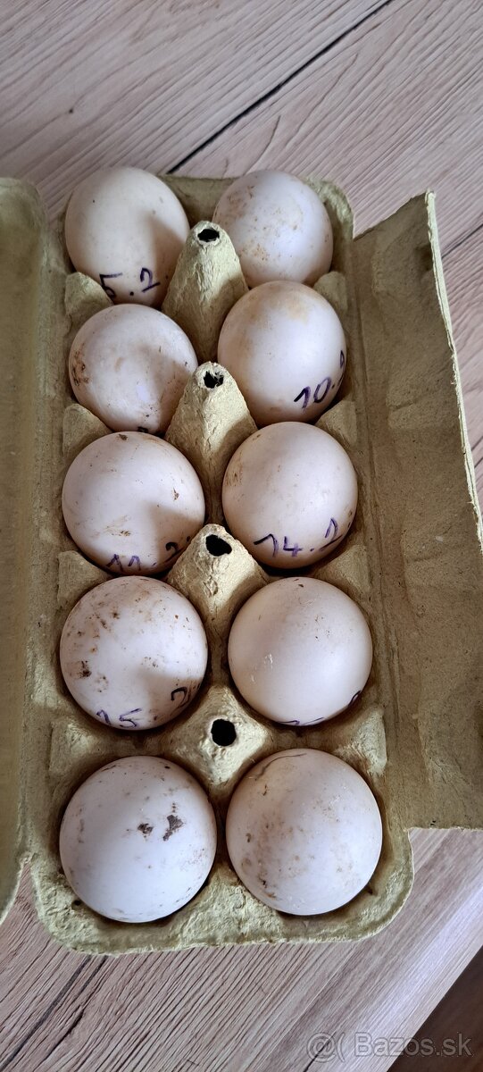 Nasadove vajcia indicky bezec