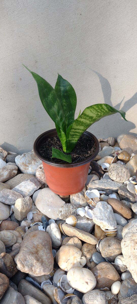 Sansevieria - svokrin jazyk