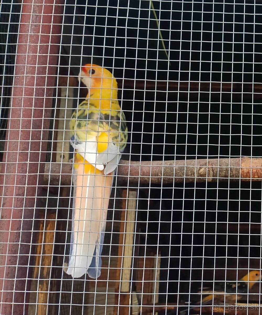 Rozela,, Mutácie Rosela. Pomaranče