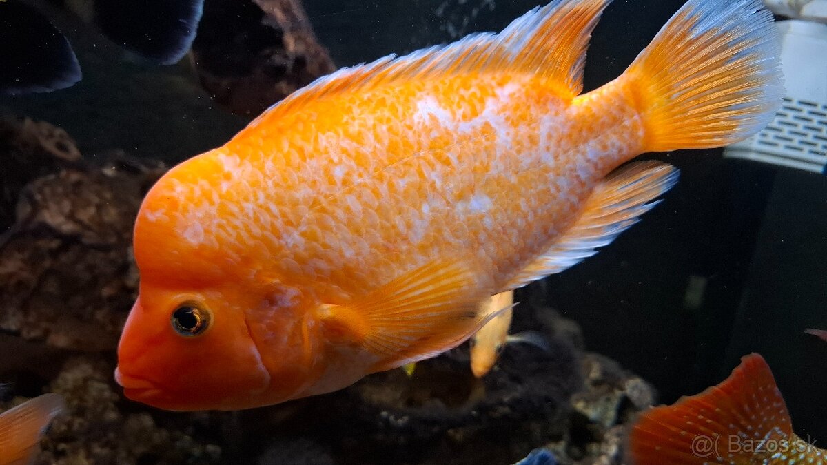 Cichlidy