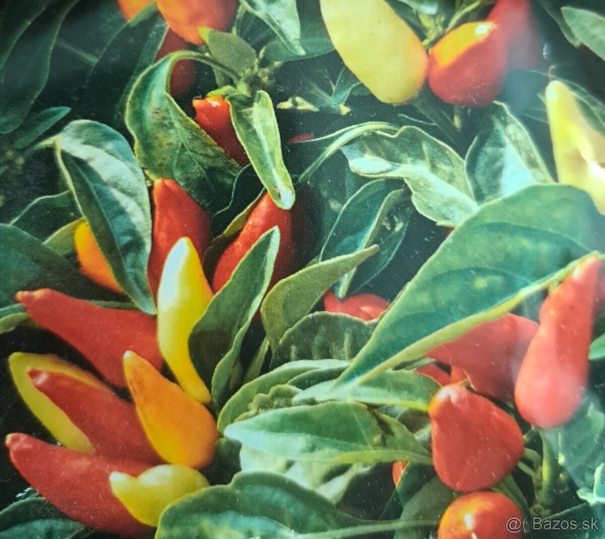 Predám priesady chilli papričiek