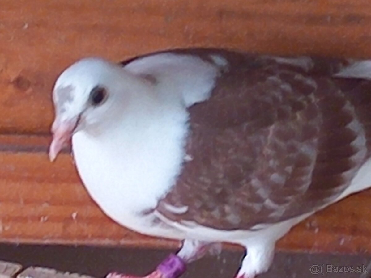Darujem tri holuby