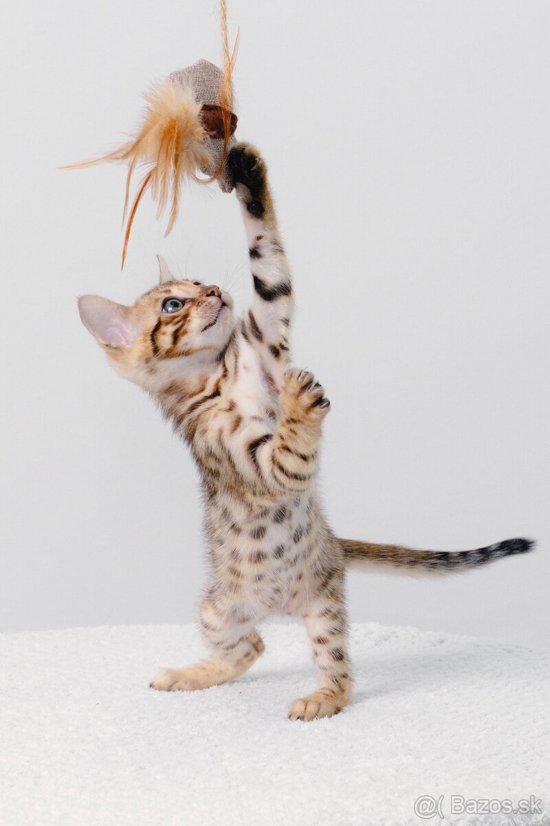Bengalska macka