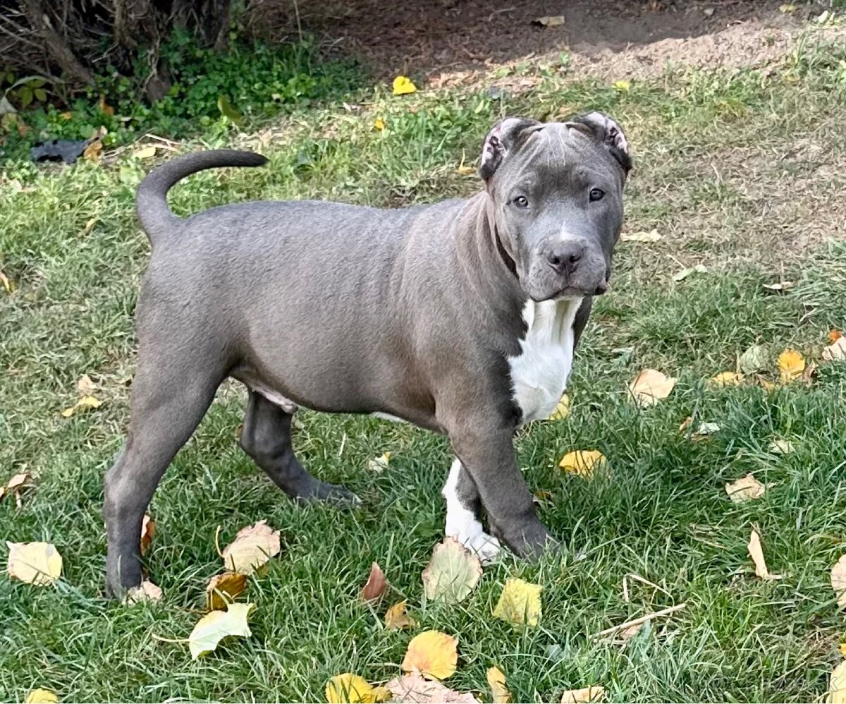American Bully s PP