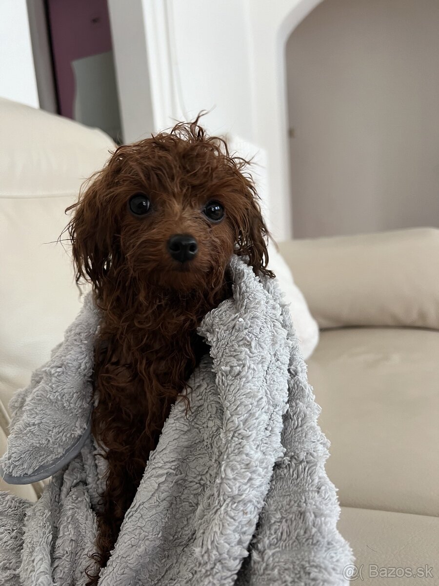 Bezplatné strihanie psov