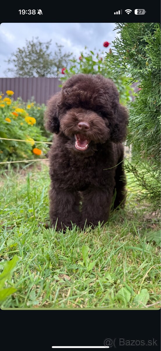 čokoládoví chlapci toy pudel