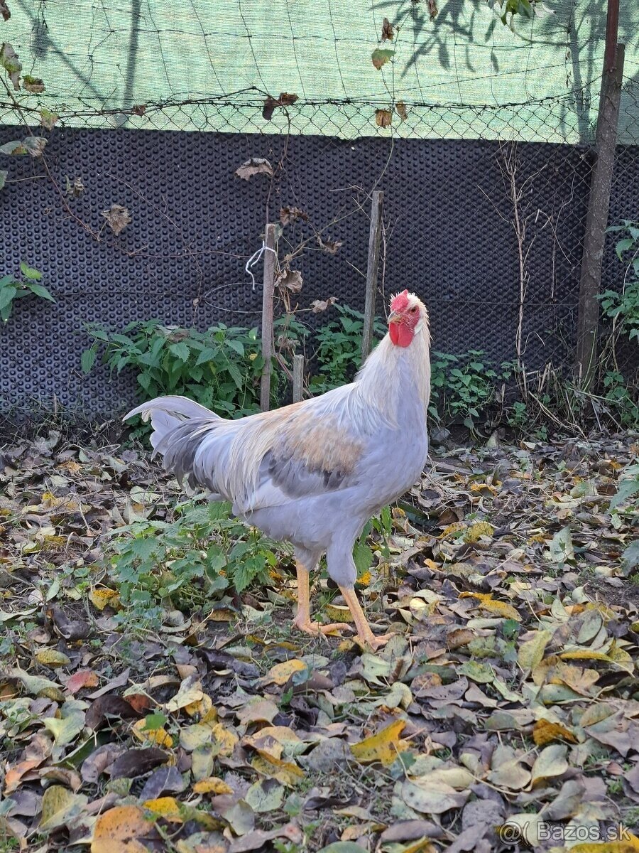 Maranska a vlaška oranžovokrká