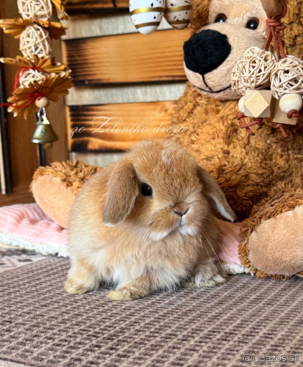 💛🌼 minilop králik 🌼💛🐰