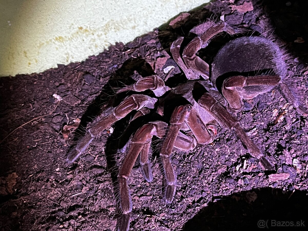 Ponúkam Theraphosa Stirmi