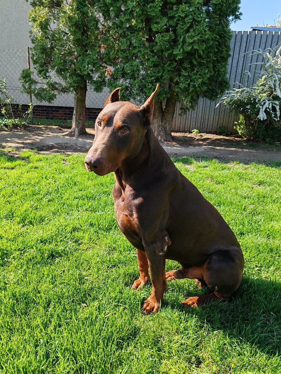 Doberman