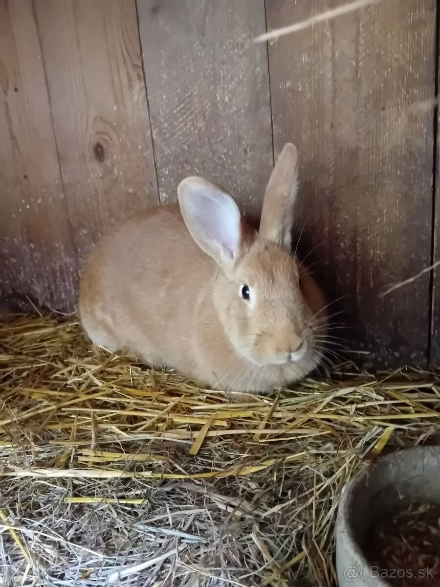 Burgundský králík