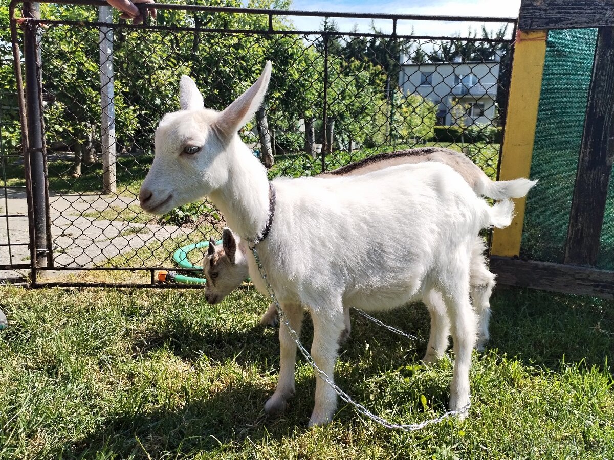 Kozliatka